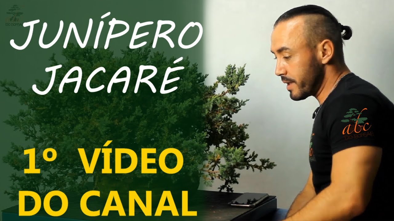 ATUALIZAÇÃO DO JUNÍPERO JACARÉ | 1º VÍDEO DO CANAL ABC DO BONSAI