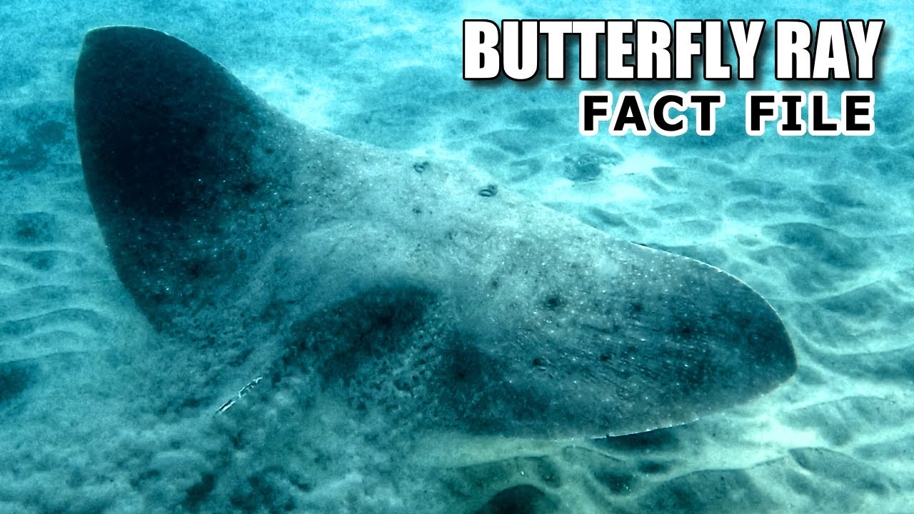 Butterfly Ray Facts: a RAY with WINGS 🦈 Animal Fact Files