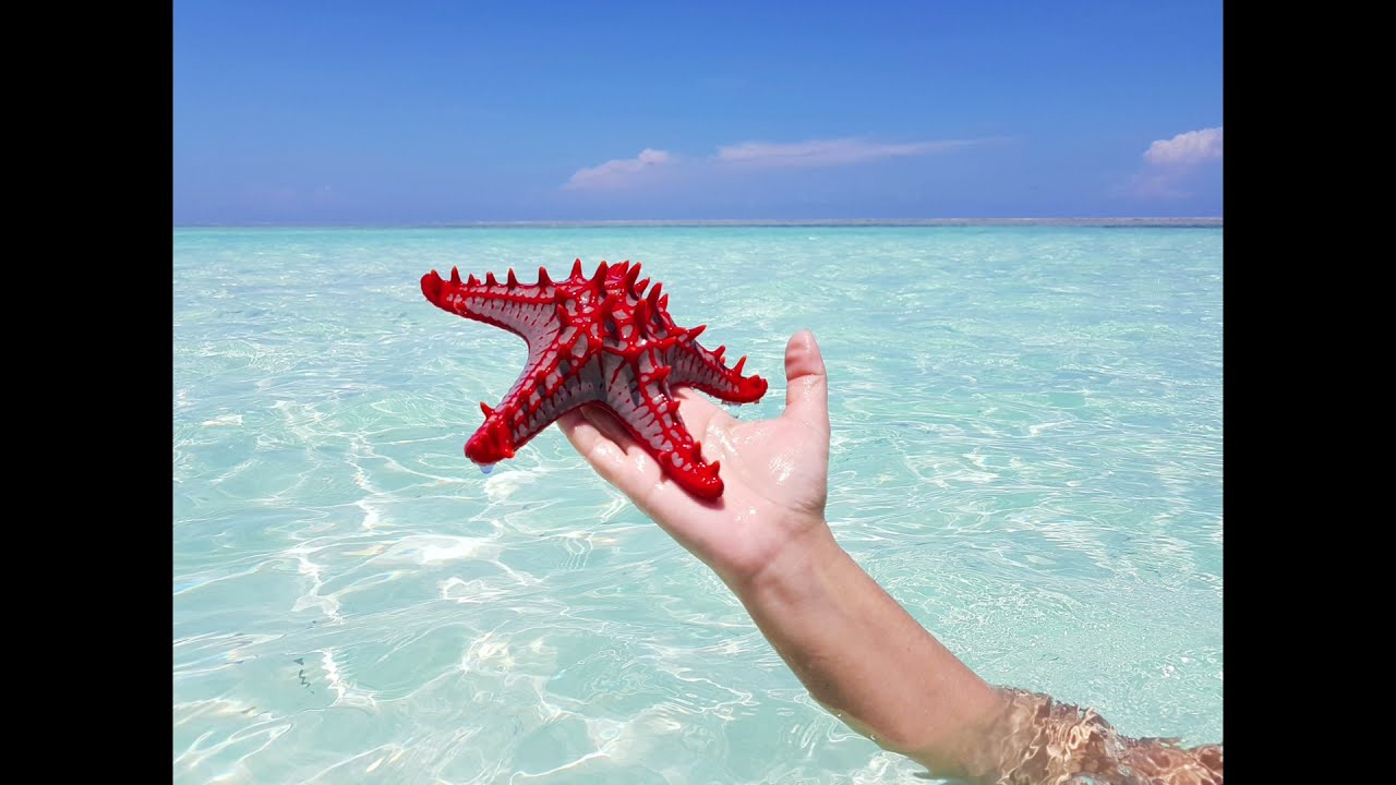 Fishing Trips in Sansibar