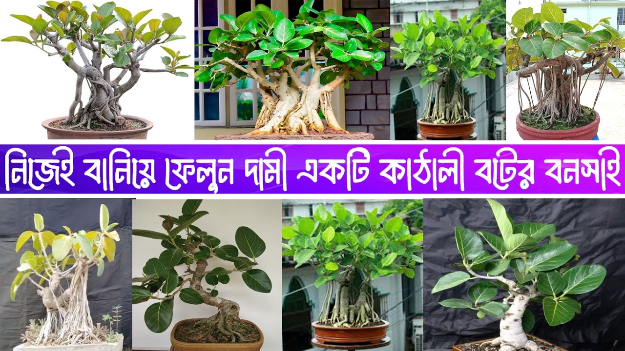 নিজেই বানিয়ে ফেলুন দামী একটি কাঠালী বটের বনসাই।