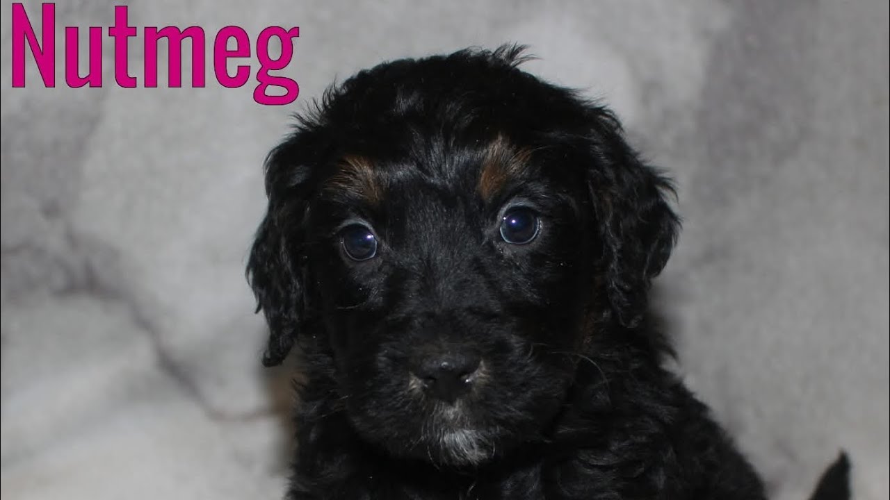 Nutmeg- Puppy Aptitude Testing 