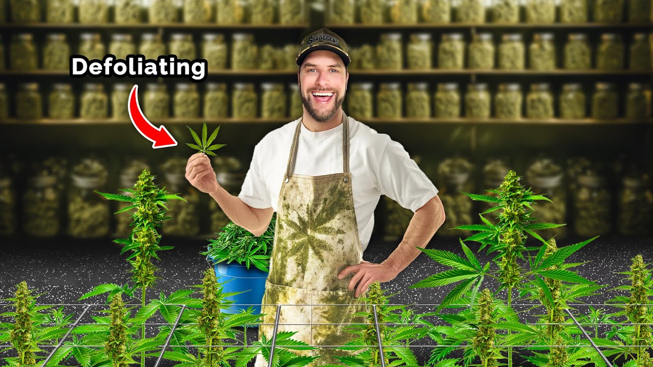 How to Defoliate to Maximize Yield | Scrog School Episode 24
