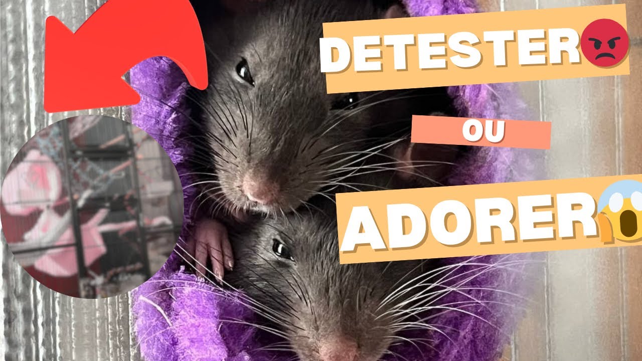 🎀 Mes rats mâles vivent dans une cage GIRLY ?! 🐭 ✨