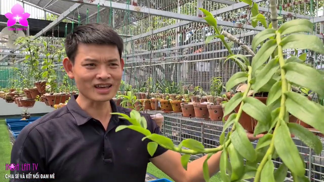 Vườn Lan VAR - đỘt Biến Cực Chất của anh TẠ CỘNG VŨ ở Làng Nghề Hoa Lan Đông La