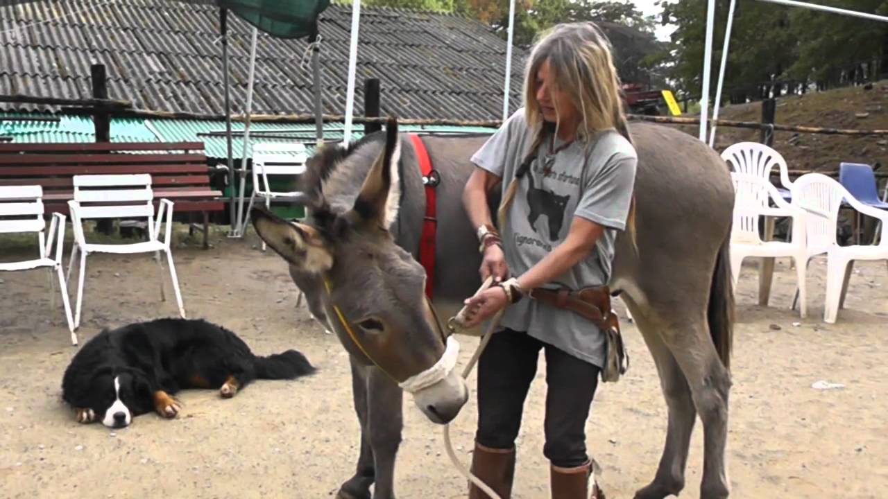 Lavoro da terra con asini e addestramento a sella.mp4
