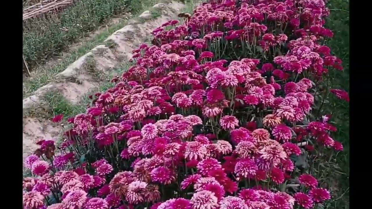 ফুলের বাগান। garden of flowers 🌹.#viral#video #myhappyvillagelifestyle  