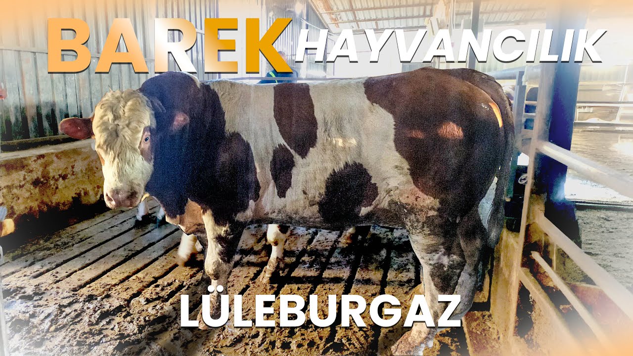 Barek Hayvancılık 2025 Kurban Fiyatları !!!