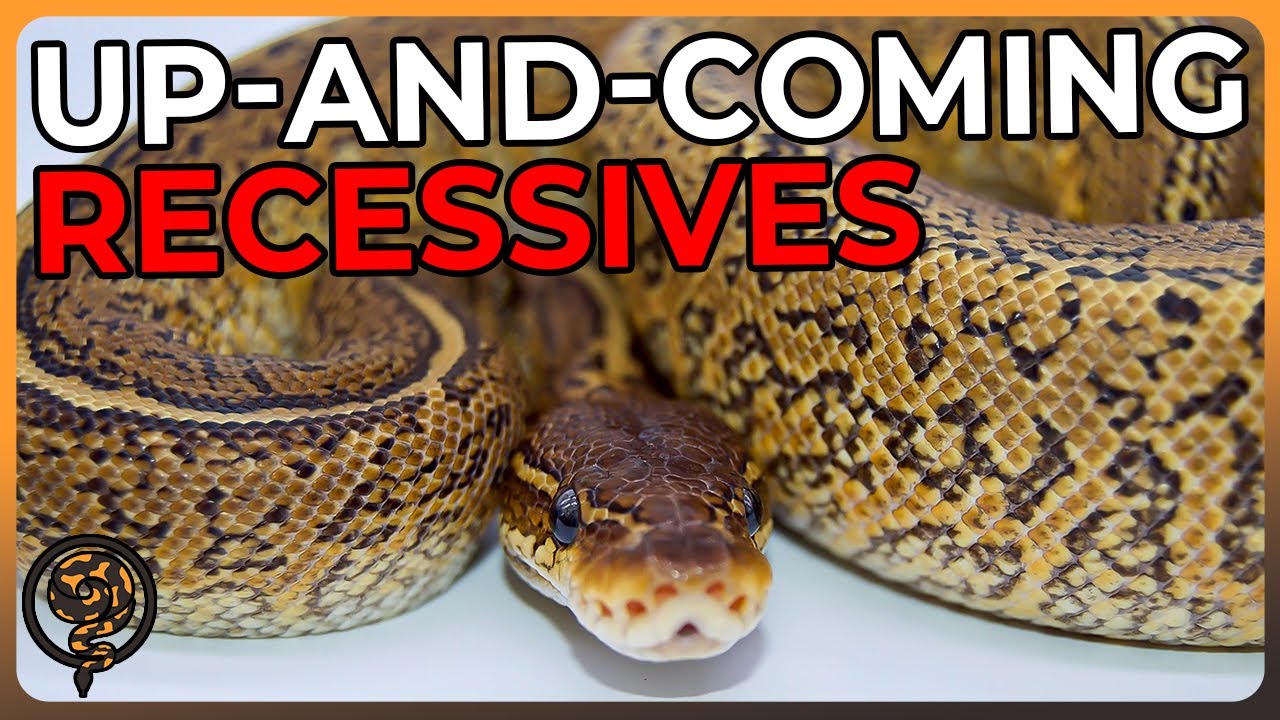 These Up-and-Coming Recessives are changing the Ball Python Market!