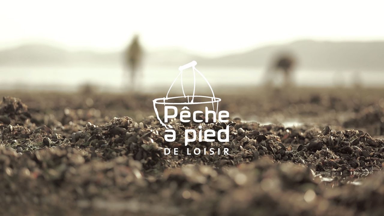 Quelques bonnes pratiques de pêche à pied : la moule
