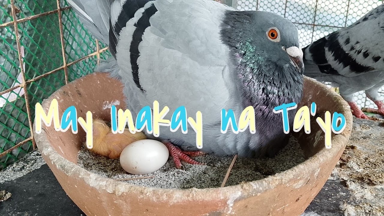 #2:NEW GENERATION: Mga nagpisa na ang ating mga Kalapachi.