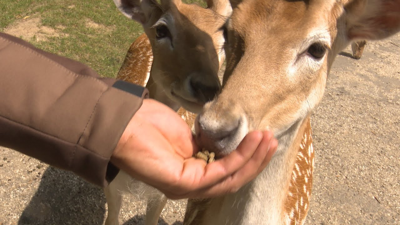 Neue Tierfutterautomaten im Wildpark Grafenberg