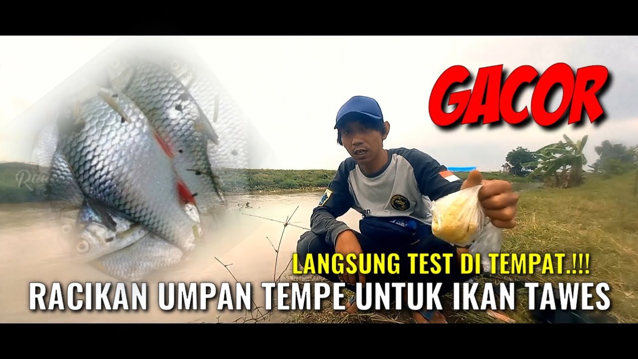 Racikan umpan mancing ikan TAWES, Langsung tes di lokasi - Concoction of TAWES fishing bait