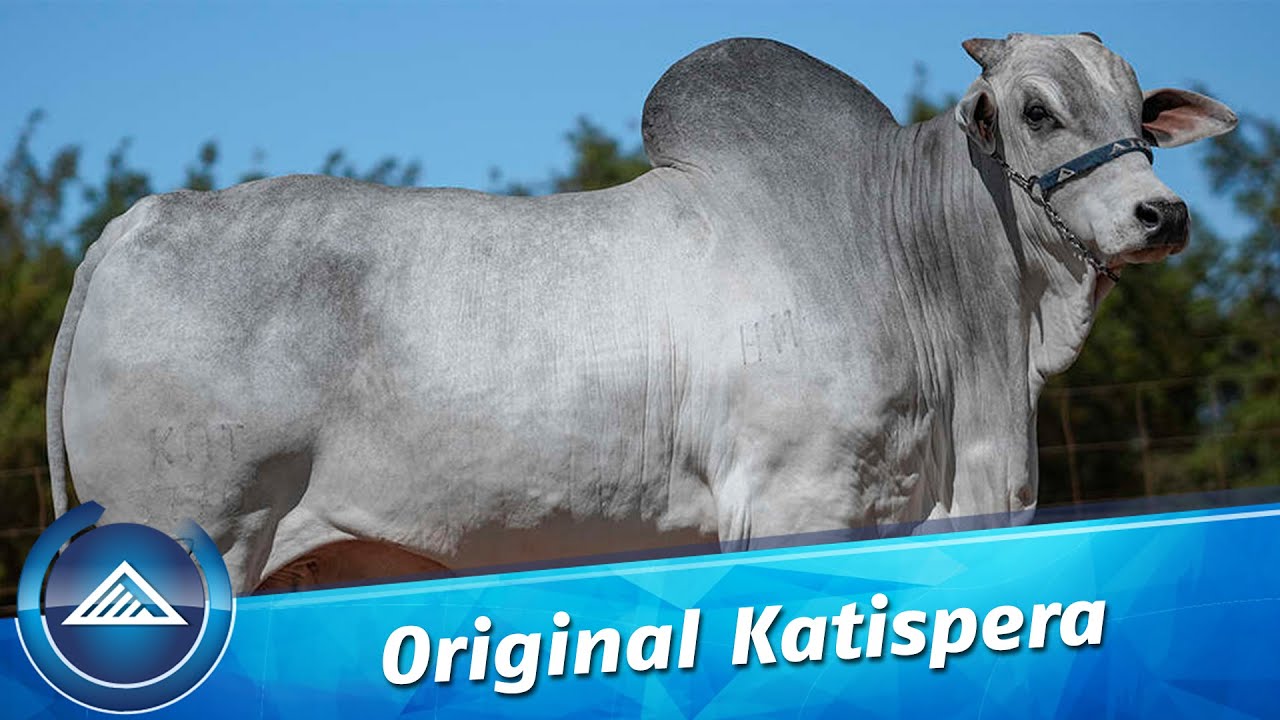 Original Katispera