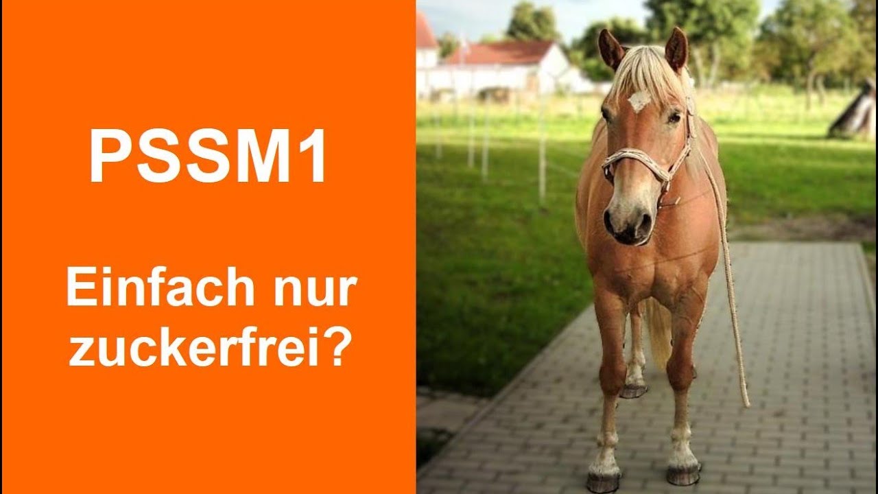 PSSM1 - Man kann mehr tun als zuckerfrei zu füttern