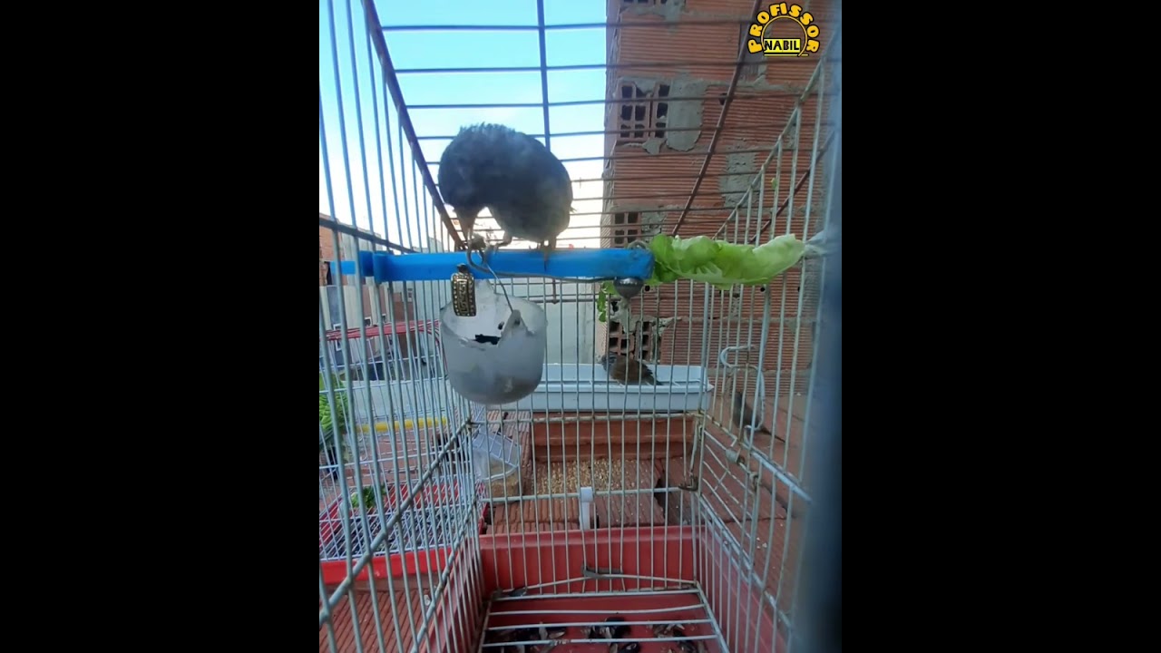 وصلت القيمة الطائر الحسون الذهبي إلى 10,000 درهم مغربية 🪙💰لا للنقاش 🇲🇦🤝🇩🇿🌻