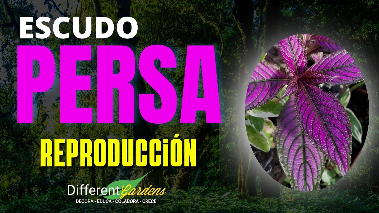 ¿CÓMO REPRODUCIR MI ESCUDO PERSA?