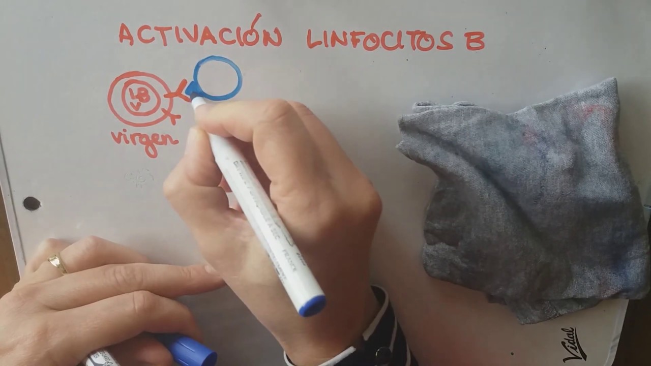 Activación de linfocitos B y T