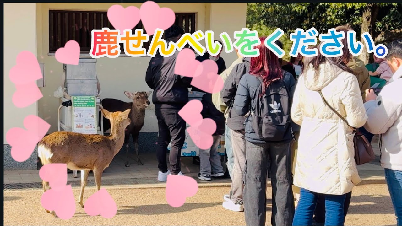 鹿せんべいをください。 Nara Park deer 🦌 in japan 