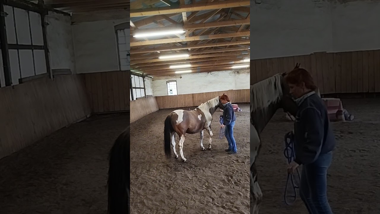Pferd l&auml;&szlig;t sich zum longieren nicht auf den Zirkel schicken-was kann man tun? #pferde #horses #horse