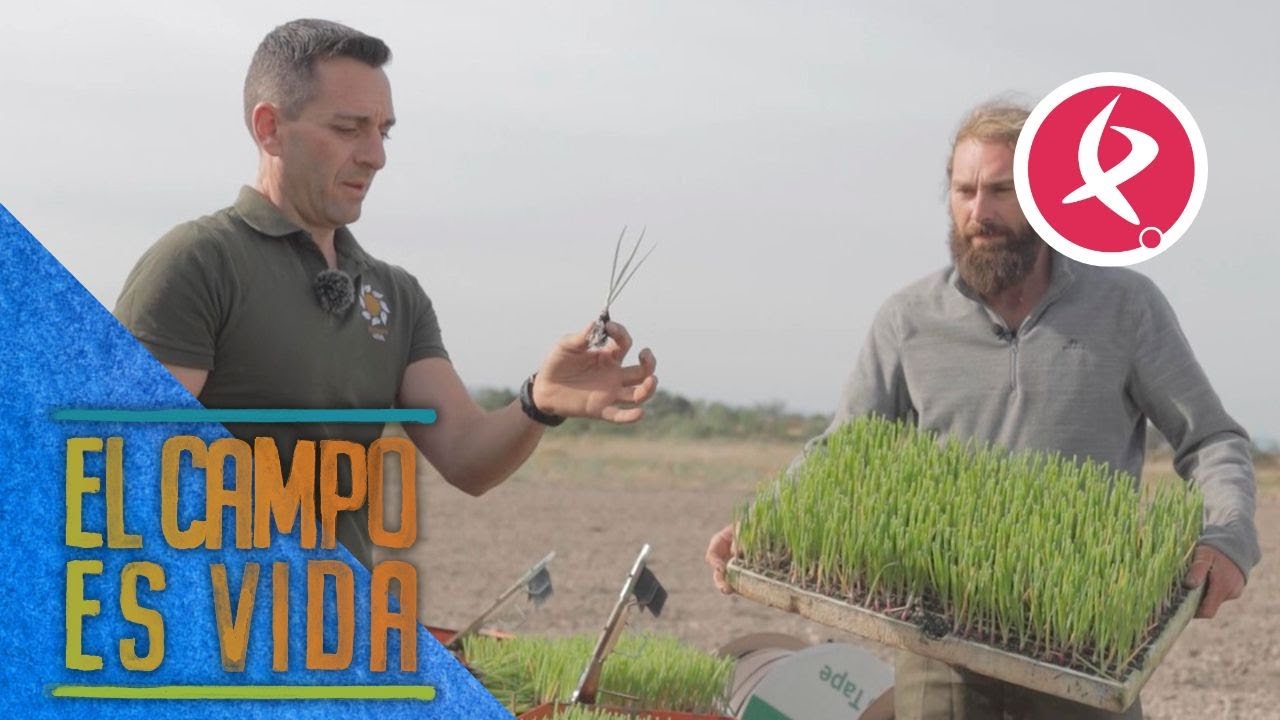 Guille siembra 16.000 plantas de cebolla roja para cubrir la demanda | El campo es vida