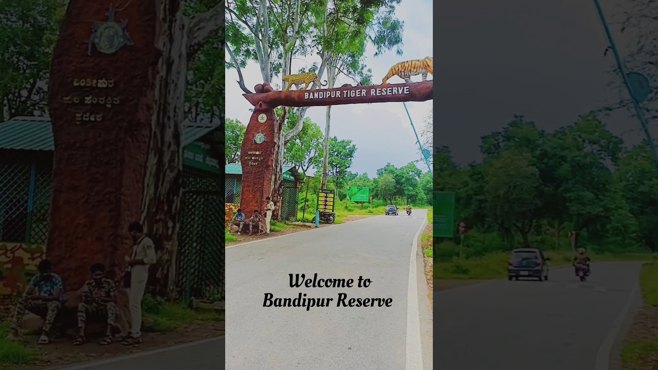Bandipur Tiger Reserve 📍🦁🦣🐘🐒🦚🦌 #nammamysuru #beauty of #karnataka #roadtrip #mysore to #bandipur .