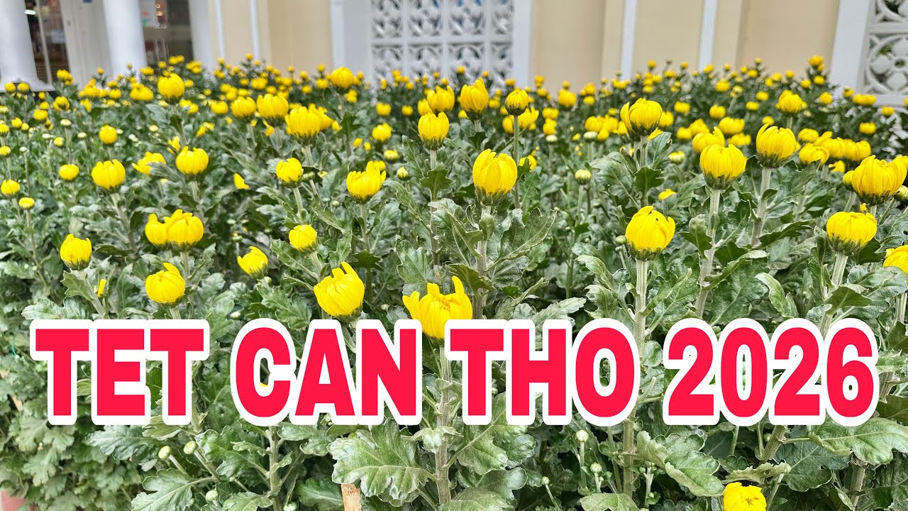 TET CAN THO 2026 HOA KIỂNG TẾT TRƯNG BÁN TẠI SIÊU THỊ VINCOM XUÂN KHÁNH🌺ngày 27/1/2026🌺cần thơ ký sự