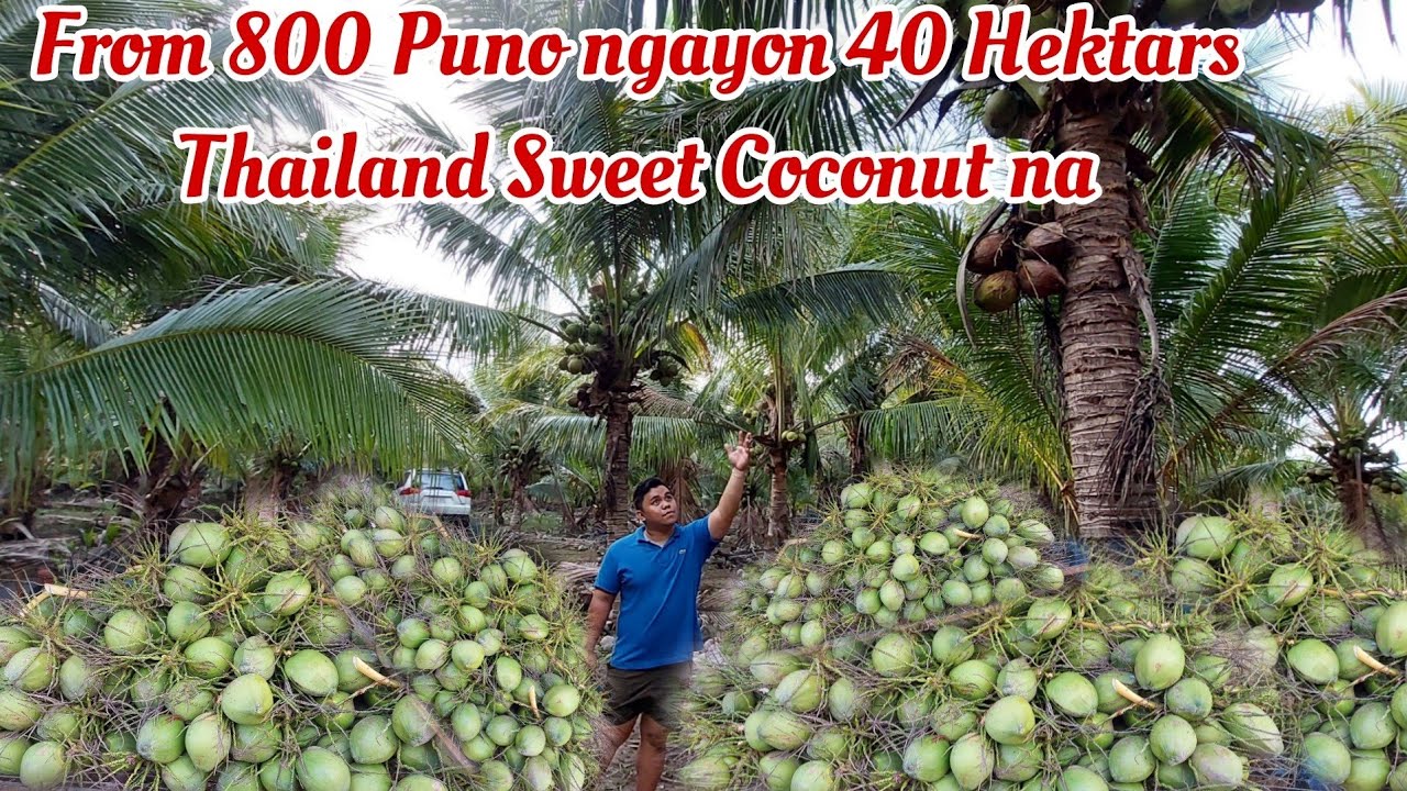 40 Hektars Niyugan Kayang Kumita ng 10x sa Fresh Buko vs. Copra? Wow