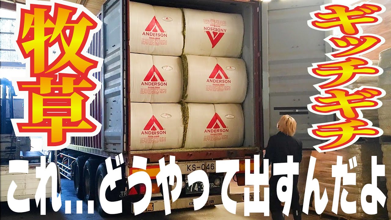 海上コンテナの輸入牧草の荷下ろし作業です。ギッチギチに詰められた牧草(^-^;　ケーサービス有限会社の海コントレーラーと作業車で牧場現地下ろしの作業です。ケーサービスではトレーラー運転手を募集中！