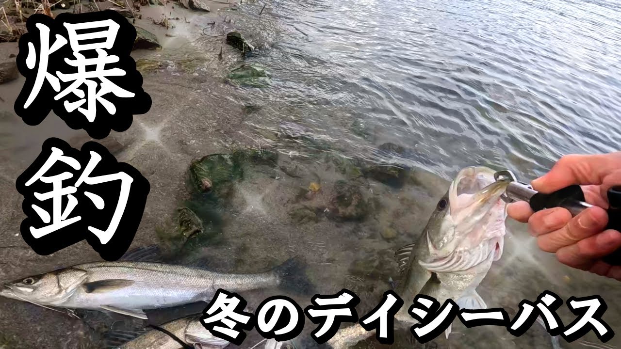 【爆釣】鳥が騒いでいる所にブレードジグを投げ込んでみたら…楽し過ぎた!!