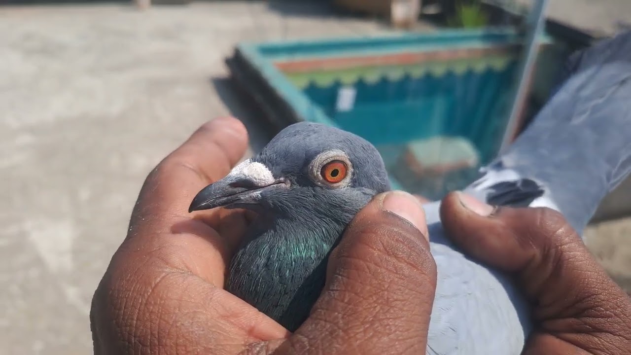 Madrasi Pigeon sale, nijam bhi hooghly dankuni, cn+918918369350