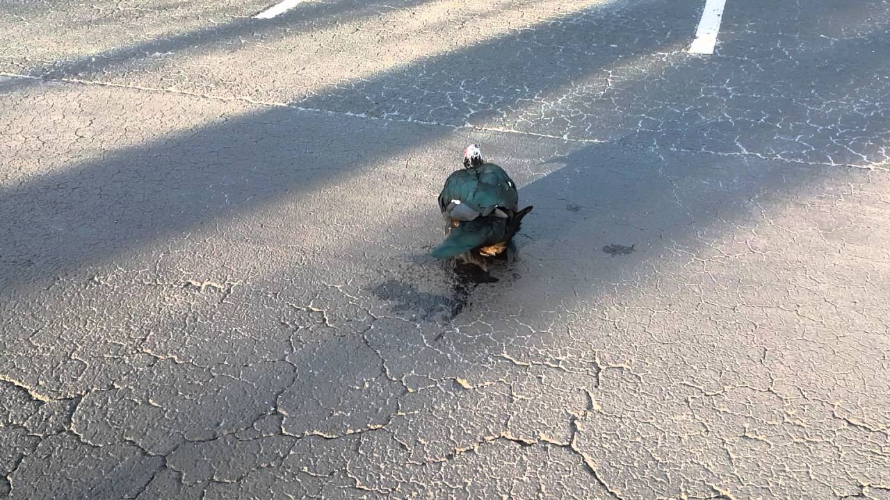 Ducks mating
