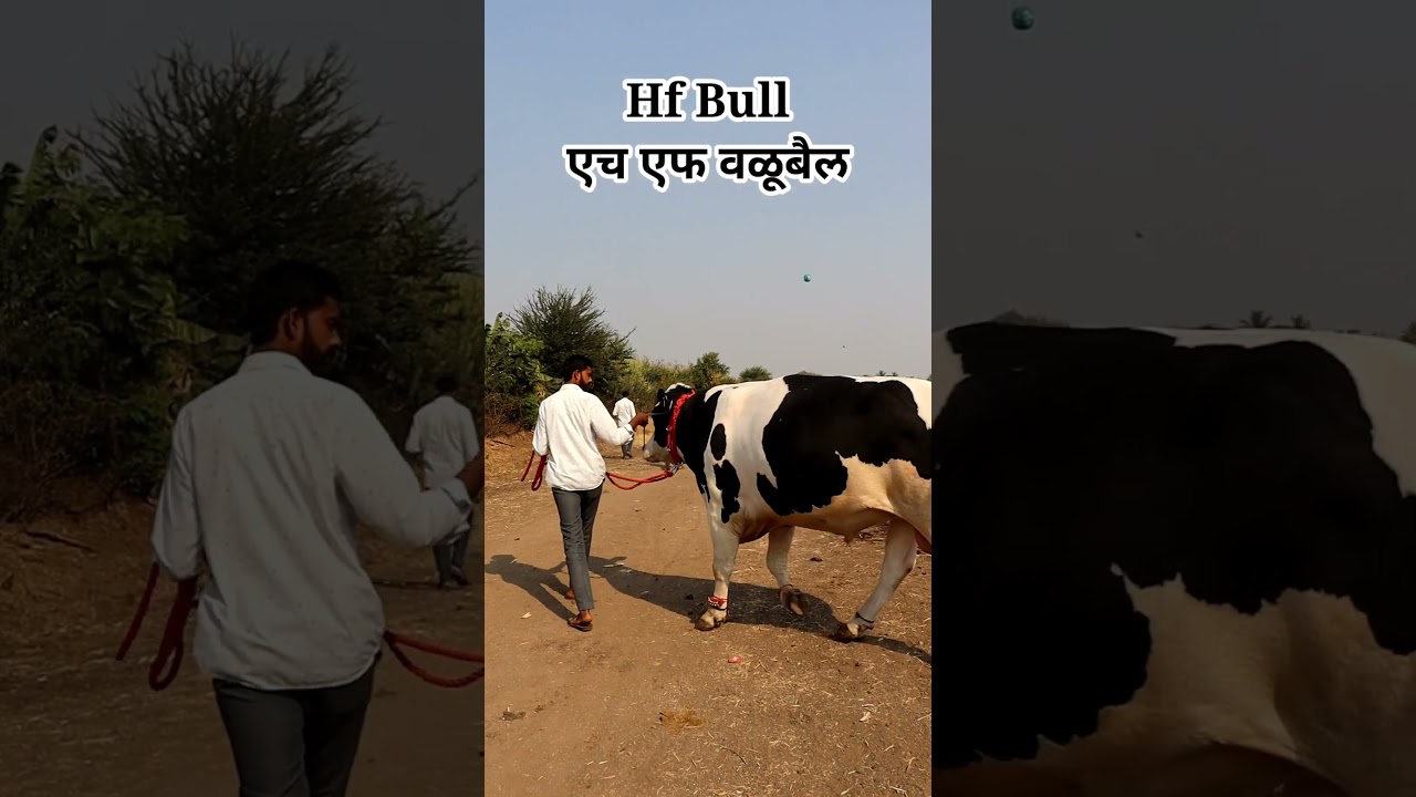 4 दाती एच एफ वळूबैल #viral #bull #shorts #वळू #hf #एचएफ #hfbullsemenstation #farming #hfcow #cow