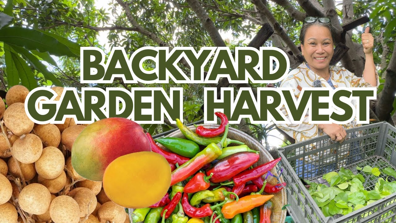 HARVEST with us: Family Time, Longan, Grass jelly leaves