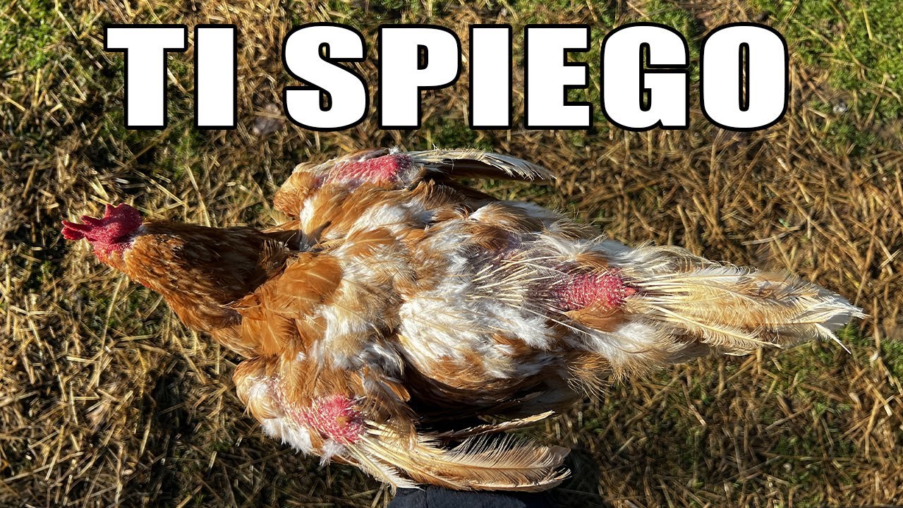 PERCHE' LE GALLINE PERDONO LE PENNE