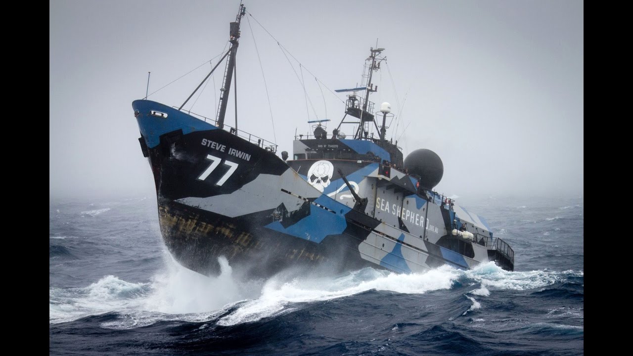 Guardians of marine wildlife | Sea Shepherd Conservation Society | Onmanorama