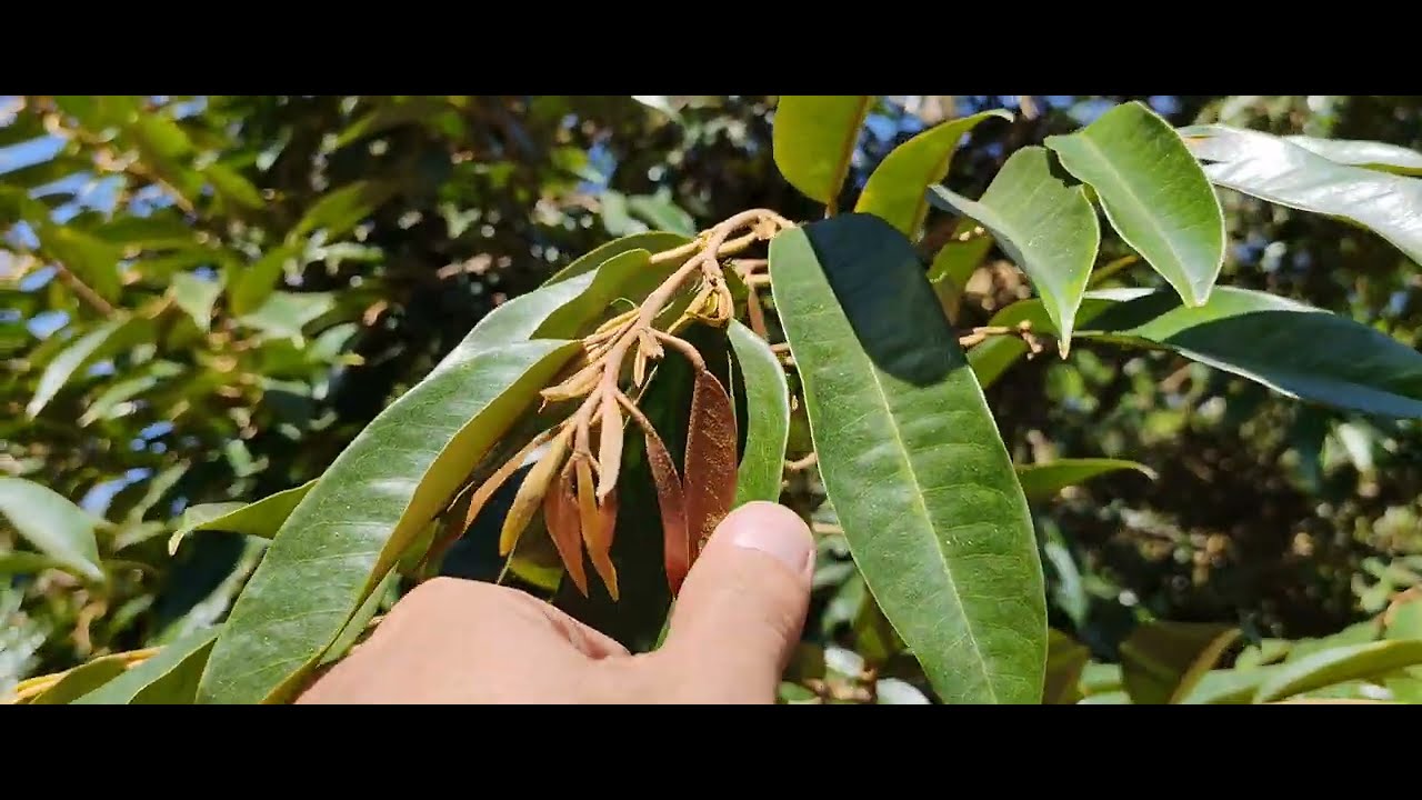 Làm Mở Lá, Già Lá, Chặn Đọt, Hay Đót Đọt Khi Sầu Riêng Gần Xa Nhụy...? 