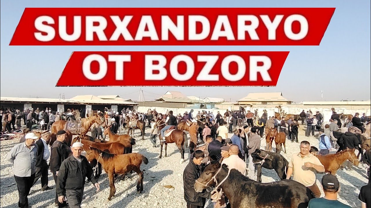 Ot Bozor Narxlari Toy Biya Ot Narxlari Surxondaryo Ot Bozori 2025 #ot_bozor_surxondaryo