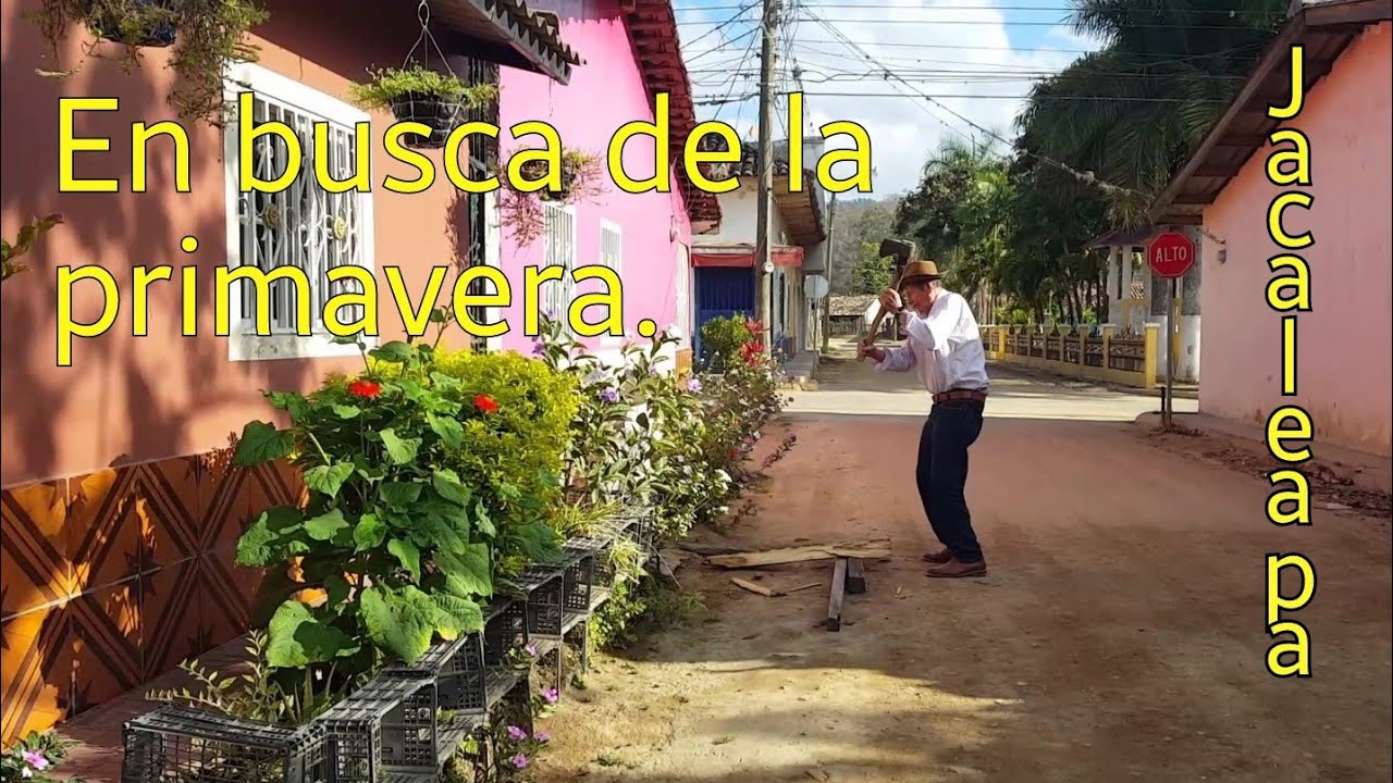 En busca de la primavera. Jacaleapa, El Paraíso, Honduras 🌸🌹🇭🇳🌺🌾
