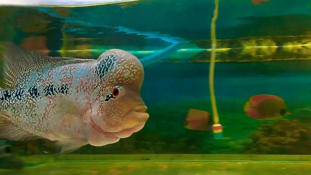Magma Flower horn fish Big size