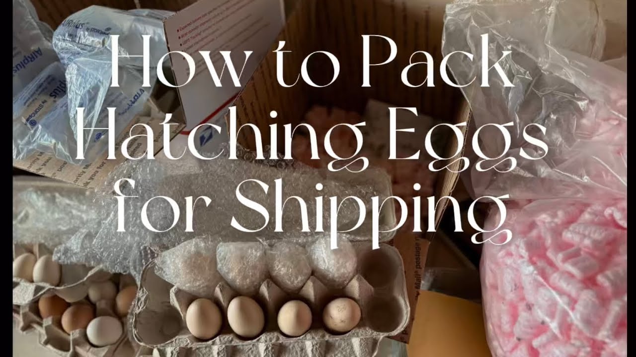 Beginner’s Guide: How to Safely Package Hatching Eggs for Shipping