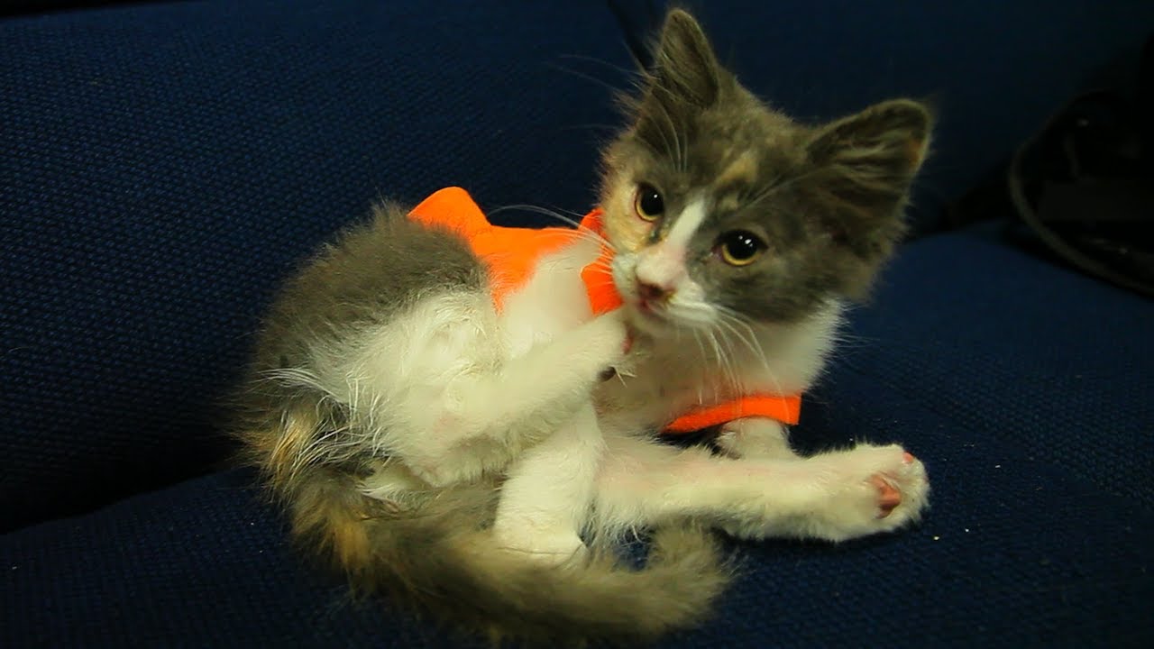 Making Jedi Kittens Strike Back