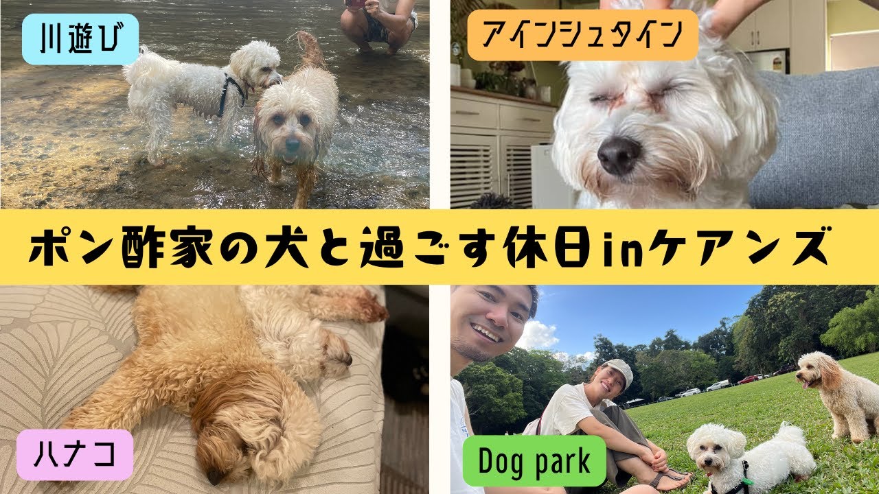 【ケアンズ🌴】犬に囲まれたケアンズの休日が幸せすぎた🐶！