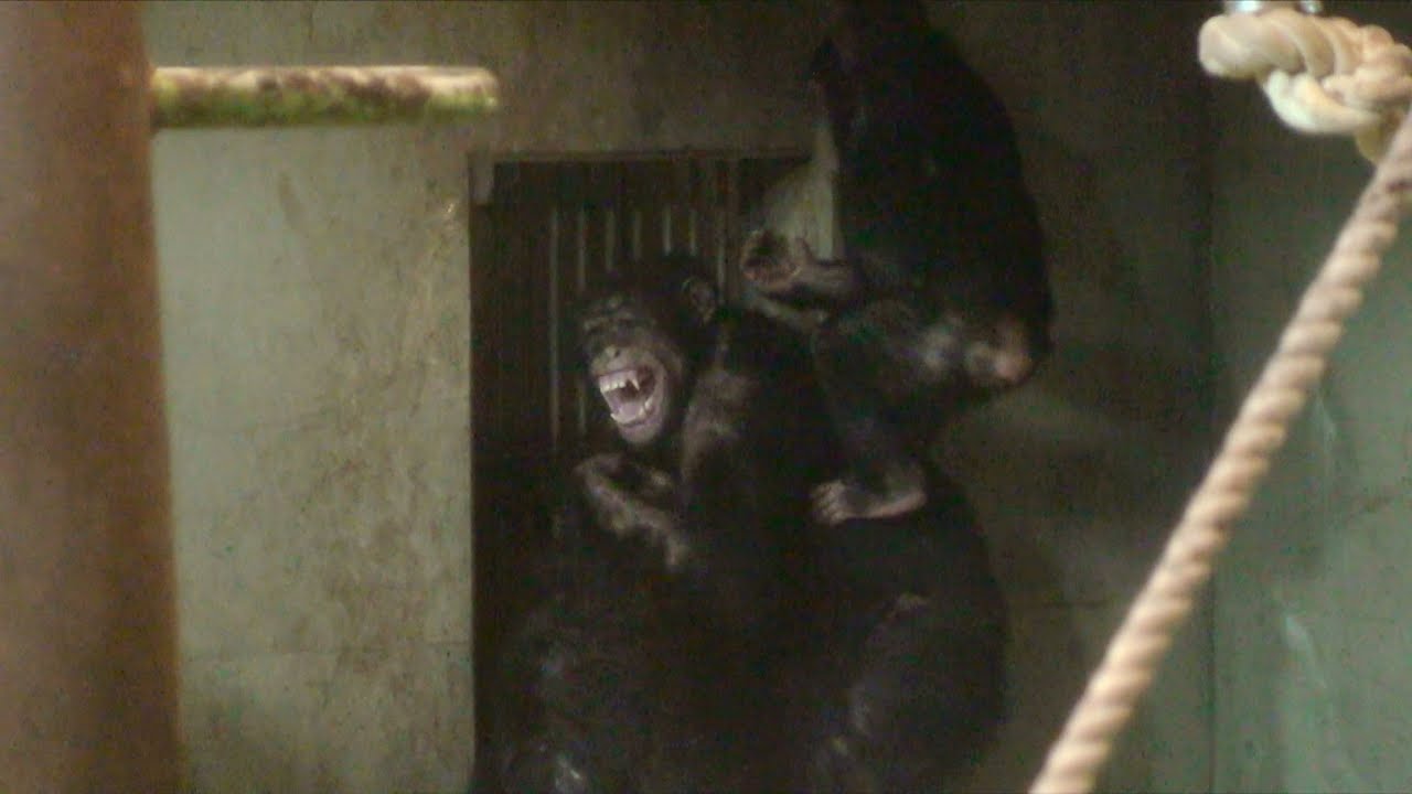群れ同士が出会って大騒ぎ! - Each other flock each other chimpanzee is threatening to over fence