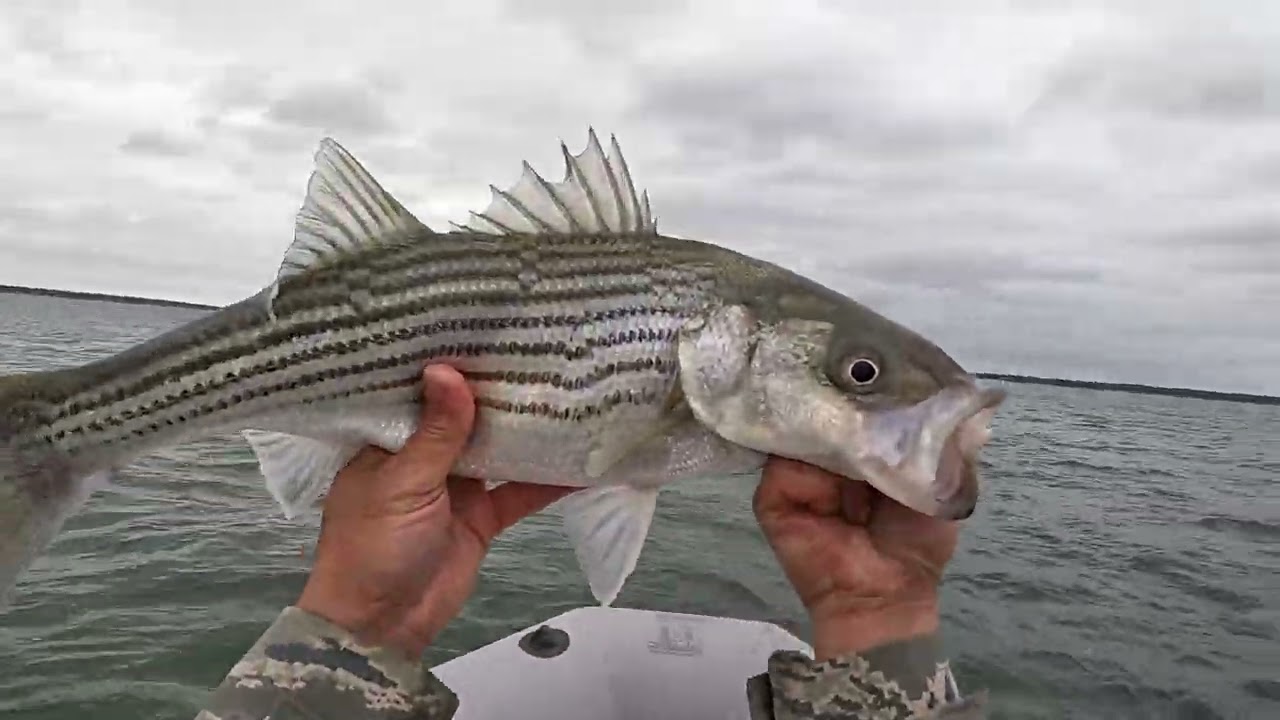 Texoma topwater for striper