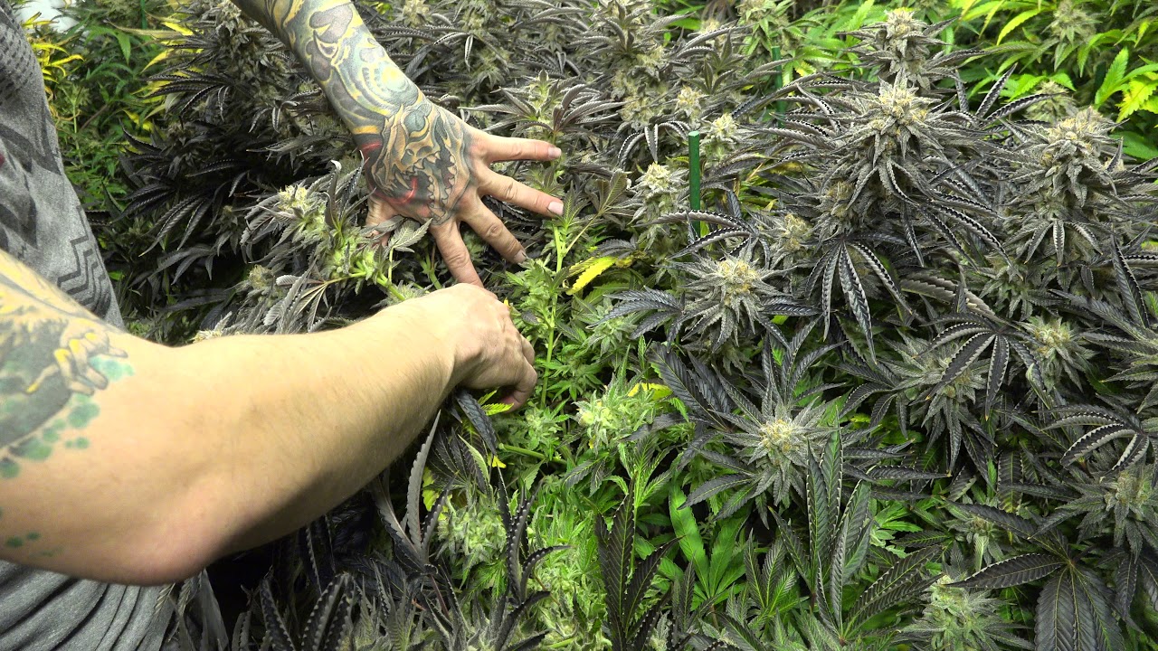 4K School of Hard Nugs Cannabis Garden Tour | 3 Grow lights- Massive NUGS!