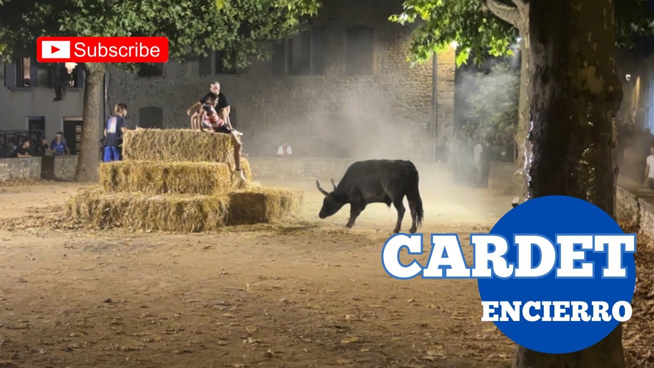 Traditionnelle ￼Encierro ➡️ Cardet 🇫🇷 18/07/25 Taureaux de la Manade de la LAUZE 👍🏼 Fête votive 2025