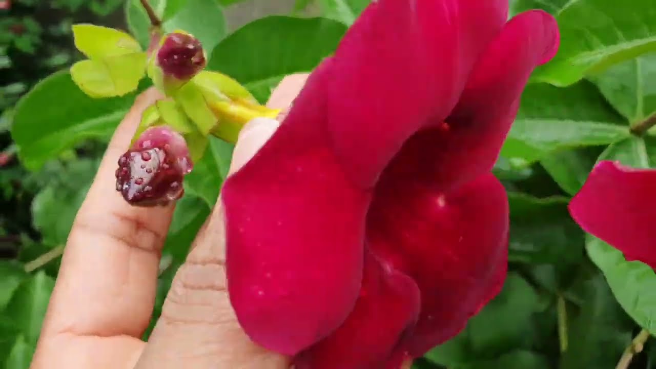 7 PLANTAS COM FLORZINHAS AZUIS, ROXAS OU LILASES QUE ACHO FÁCEIS DE CULTIVAR
