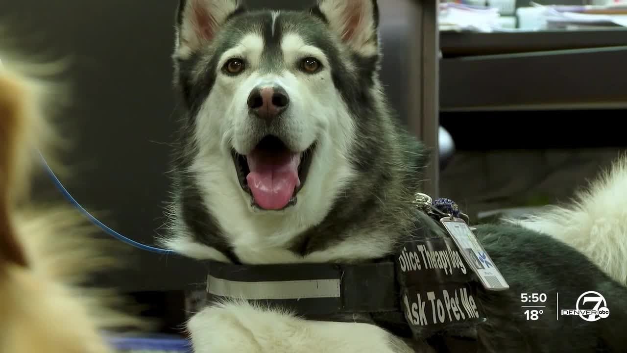 ‘Ru’s first day’: Meet Castle Rock PD’s therapy dog that has his own children’s book