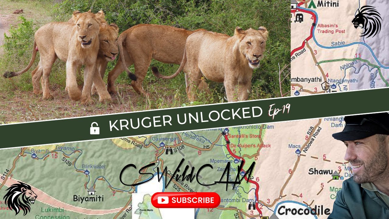 Young VURHAMI Male Lion With INJURED Scrotum REUNITES With His Brothers & Sister