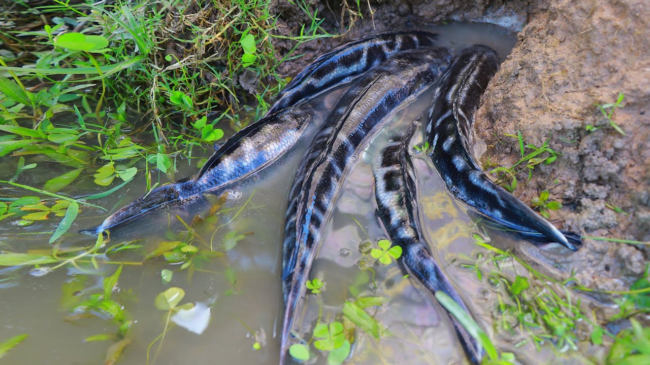 Best unique fishing video 2021 - Catching big snakehead fish in mud